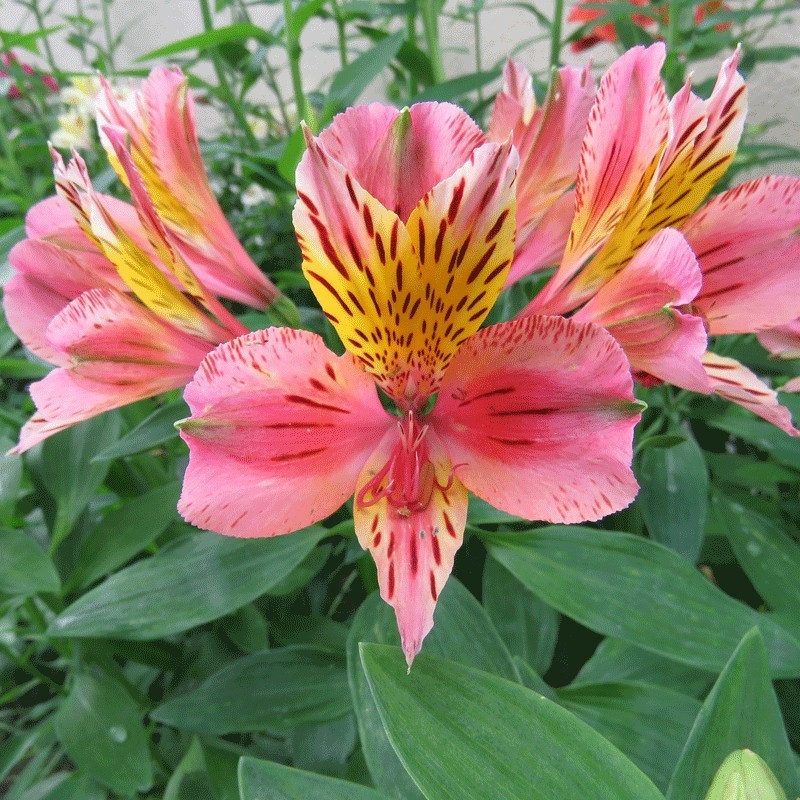 Alstroemère 'Baugé'