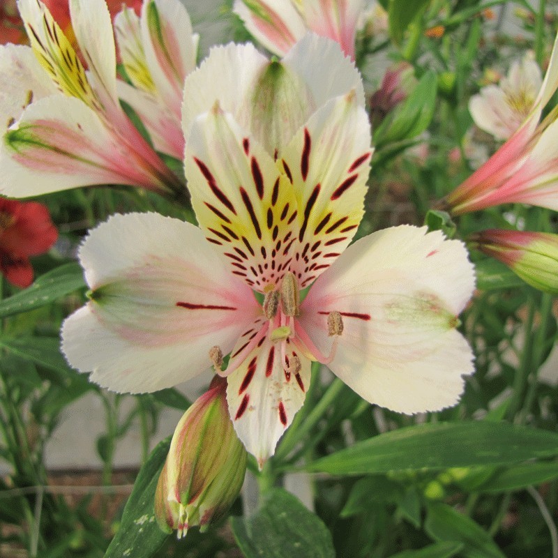 Alstroemère 'Brézé'