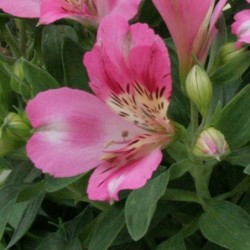 Alstroemère 'Rosie'