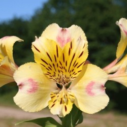 Alstroemère 'Briançon'