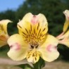 Alstroemère 'Briançon'