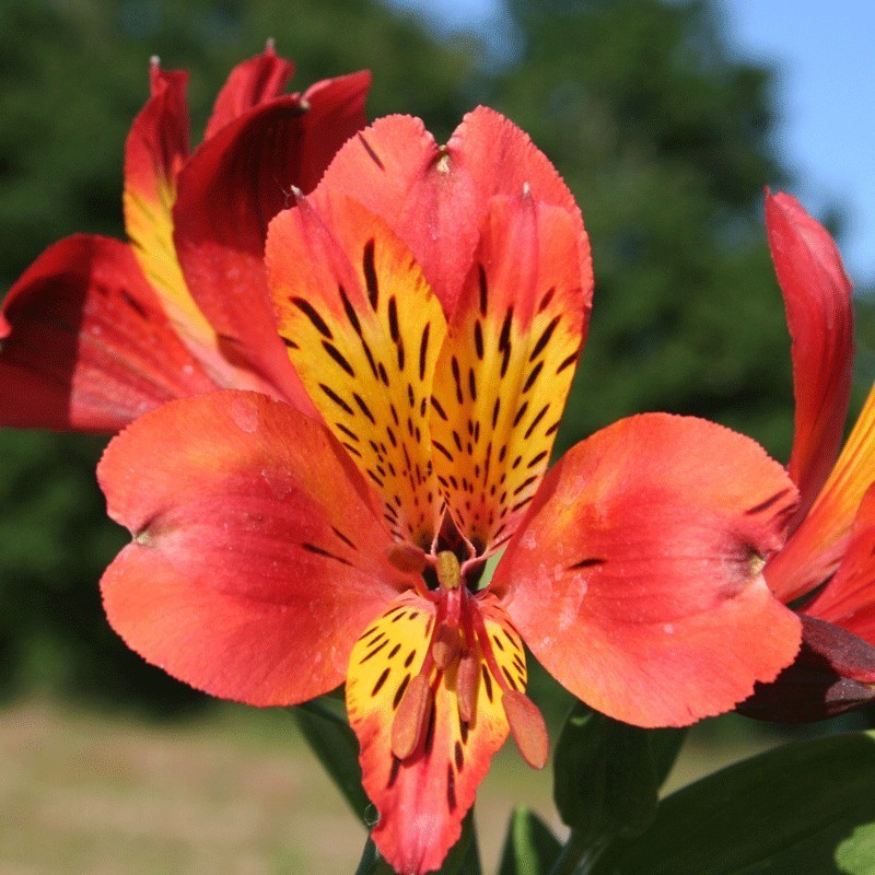 Alstroemère 'Brissac'