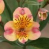 Alstroemère 'Chartrené'