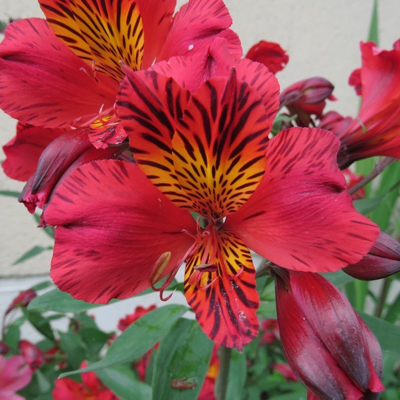 Alstroemère 'Chinon'