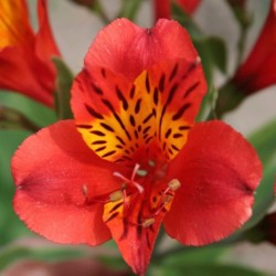 Alstroemère 'Longué'