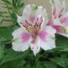 Alstroemère 'Fougeré'
