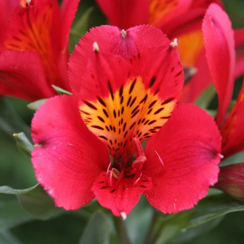 Alstroemère 'Liré'