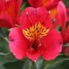 Alstroemère 'Liré'
