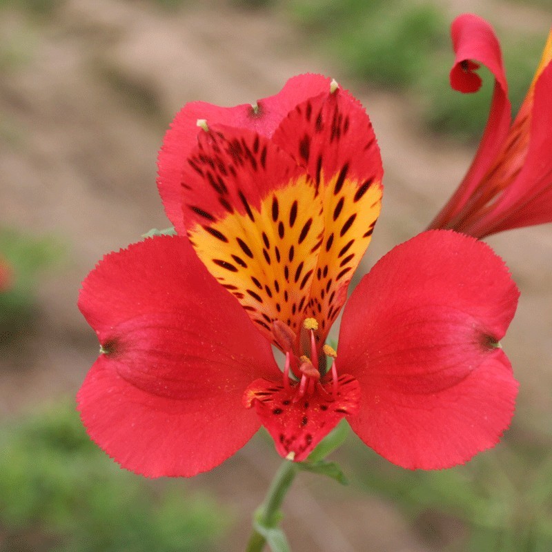  Alstroemère 'Liré'