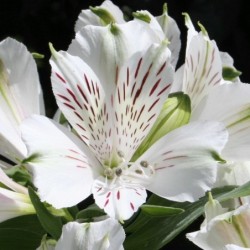 Alstroemère 'Mazette' (Mazé)