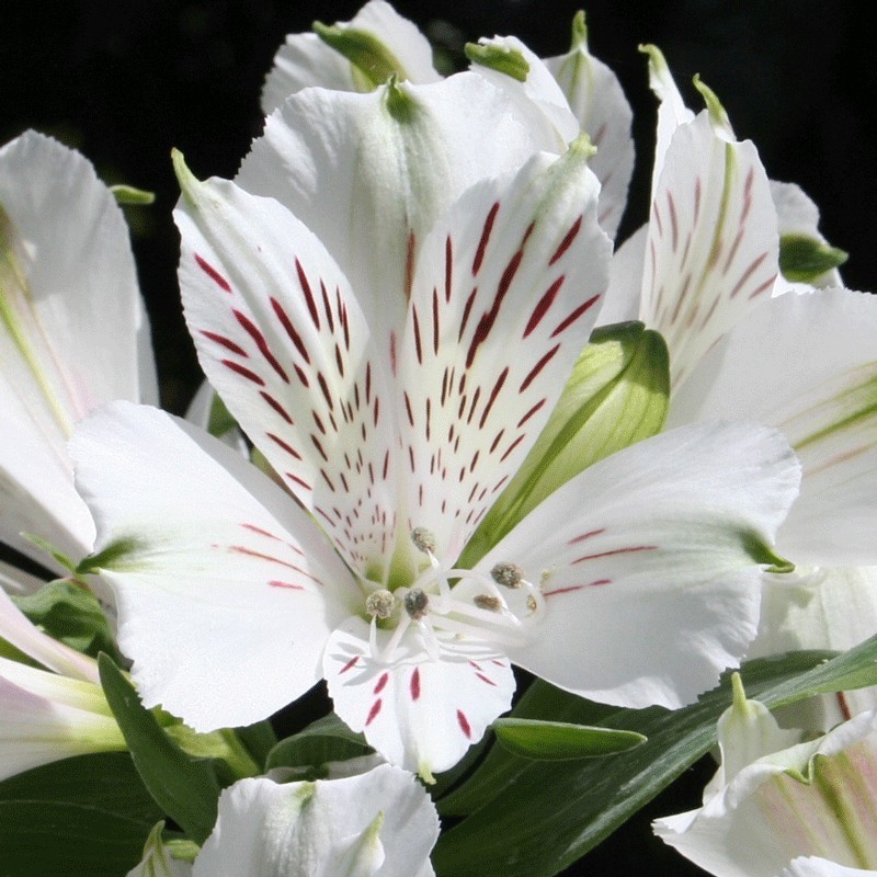 Alstroemère 'Mazette' (Mazé)