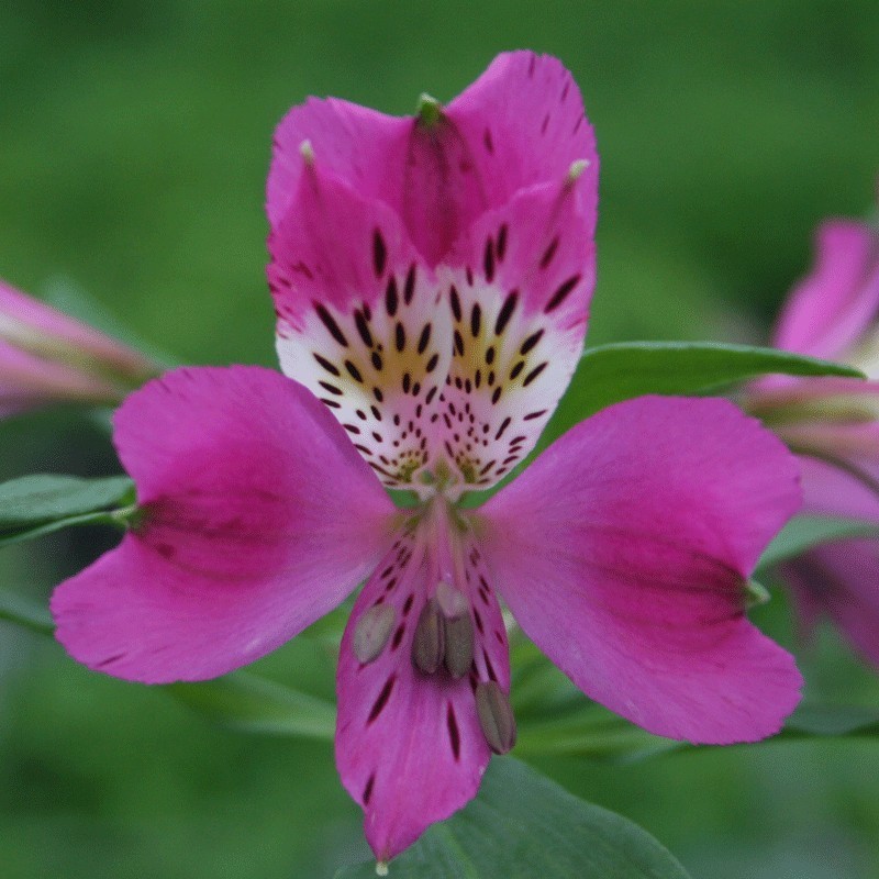 Alstroemère 'Montsoreau'