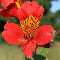 Alstroemère 'Querré'