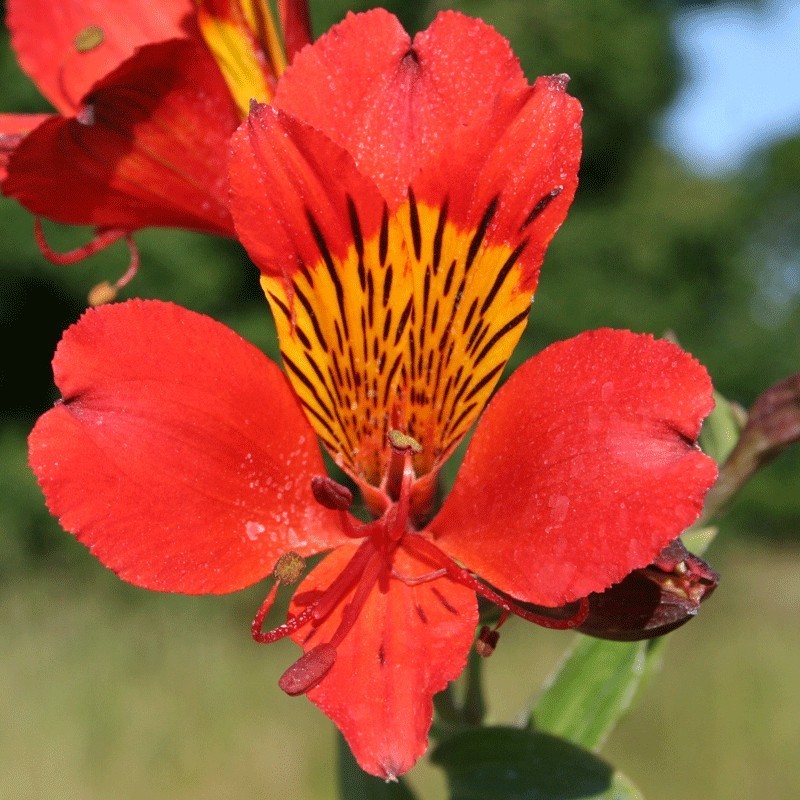 Alstroemère 'Querré'