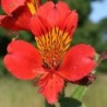 Alstroemère 'Querré'