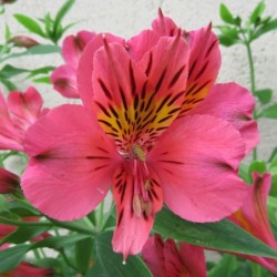 Alstroemère 'Tiercé'