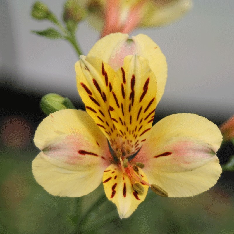 Alstroemère 'Layon'