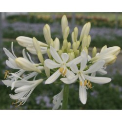Agapanthe 'White Baby'