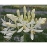 Agapanthe 'White Baby'