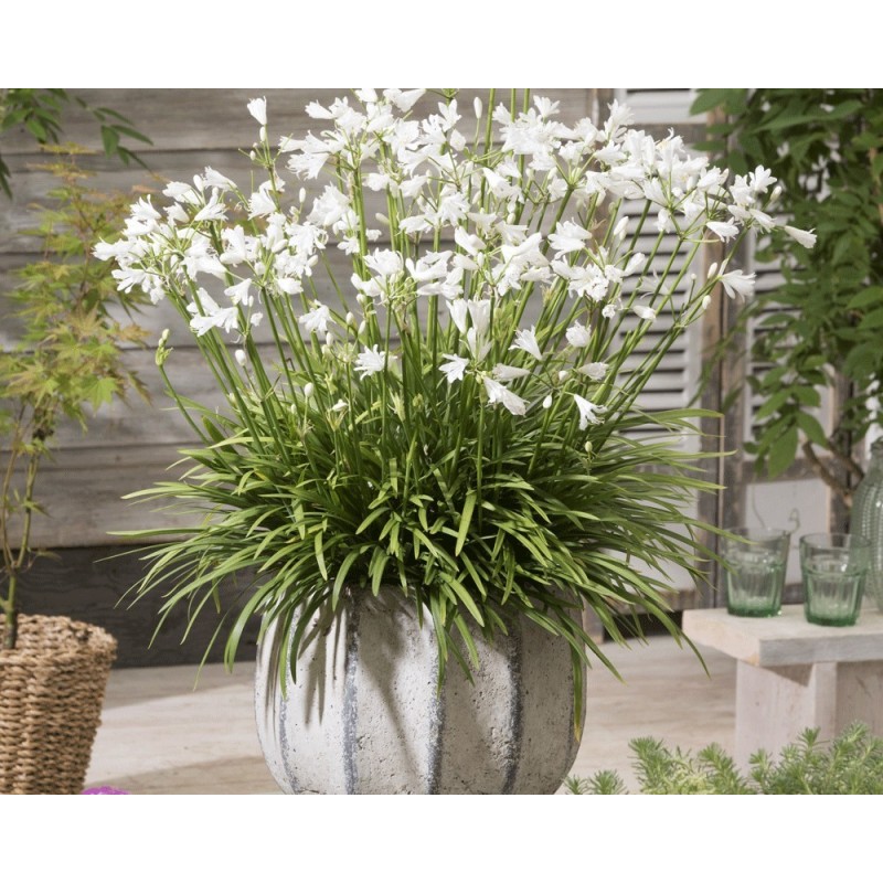  Agapanthe 'White Baby'