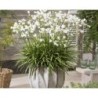  Agapanthe 'White Baby'