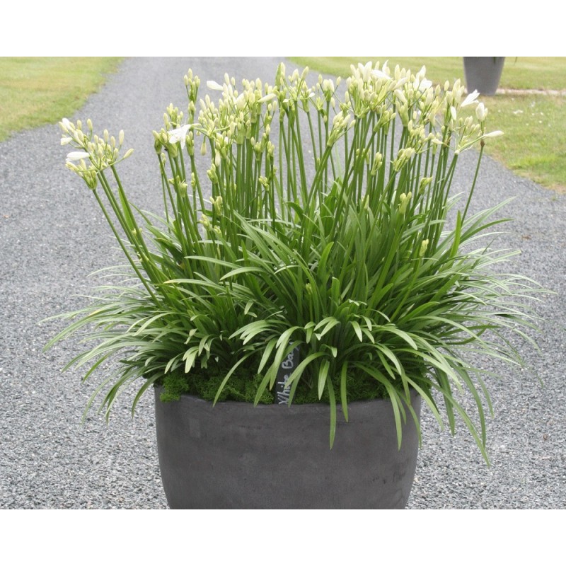  Agapanthe 'White Baby'