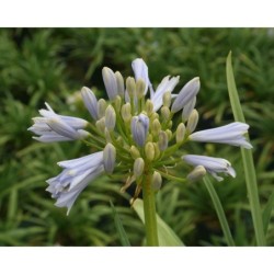 Agapanthe 'Blue Baby'