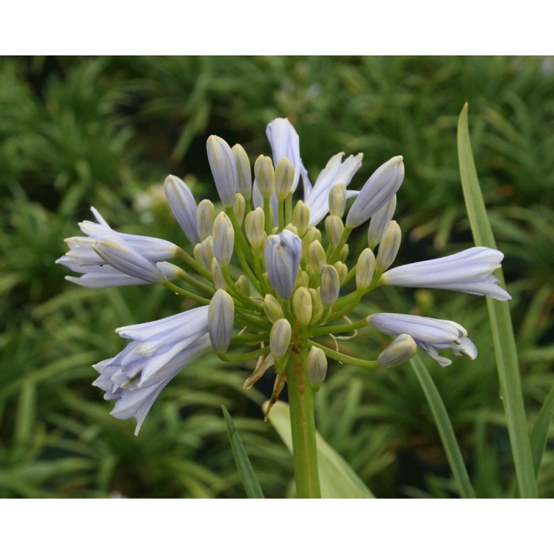 Agapanthe 'Blue Baby'