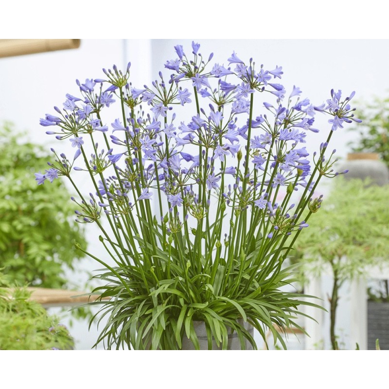  Agapanthe 'Blue Baby'
