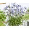  Agapanthe 'Blue Baby'