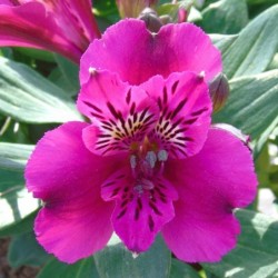 Alstroemère 'Léonie'