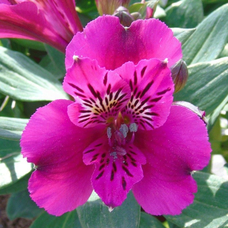 Alstroemère 'Léonie'