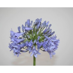 Agapanthe 'Headbourne'