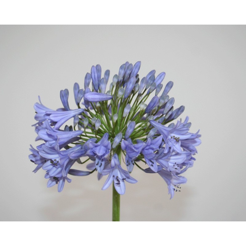 Agapanthe 'Headbourne'