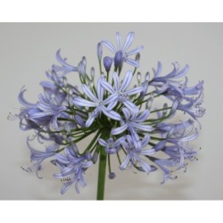 Agapanthe 'Vallée de l'Authion'