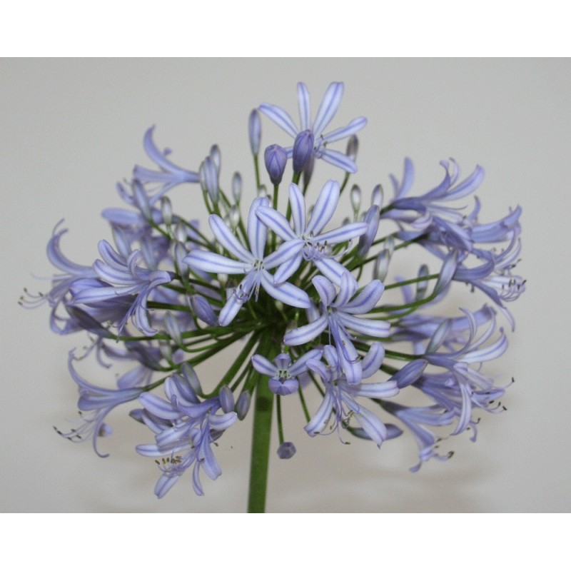 Agapanthe 'Vallée de l'Authion'