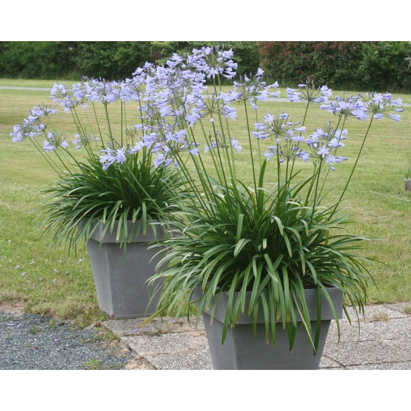  Agapanthe 'Vallée de l'Authion'