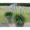  Agapanthe 'Vallée de l'Authion'
