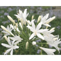 Agapanthe 'Vallée de la Sarthe'