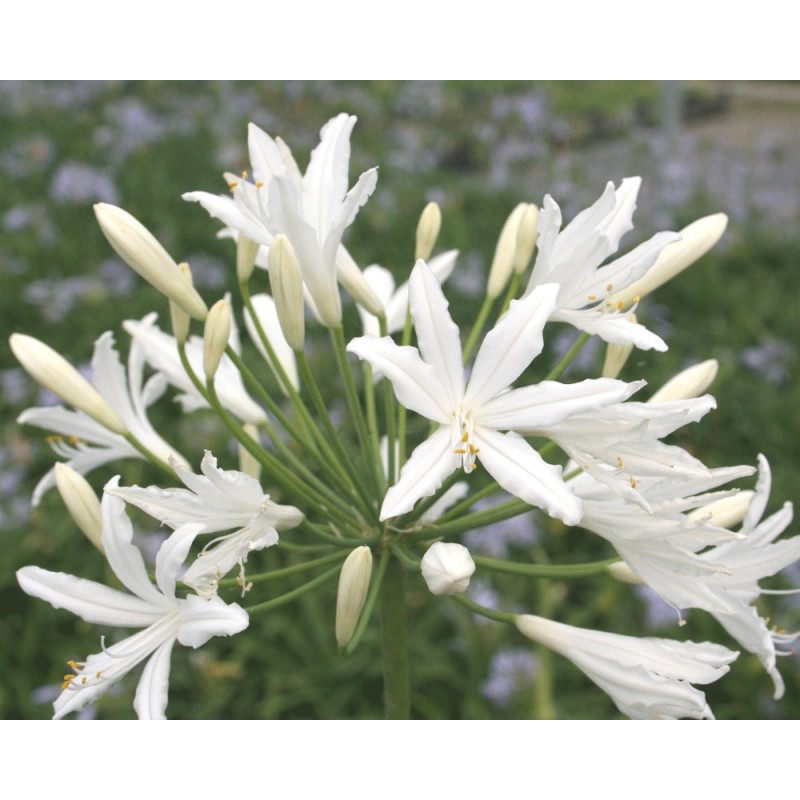 Agapanthe 'Vallée de la Sarthe'