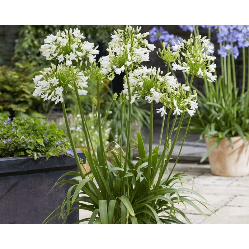  Agapanthe 'Vallée de la Sarthe'