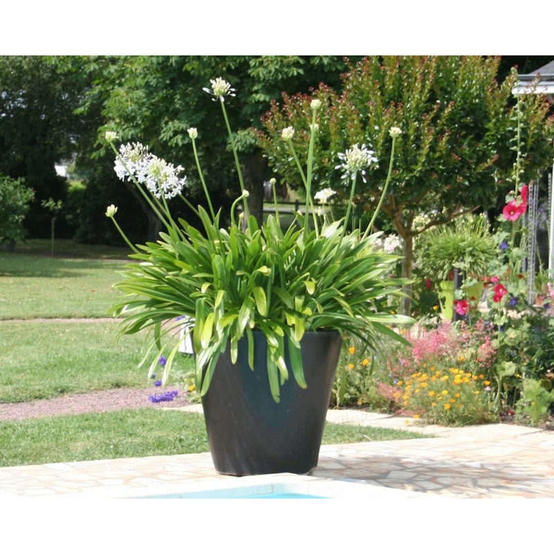  Agapanthe 'Vallée de la Sarthe'