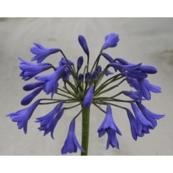 Agapanthe 'Midnight Blue'