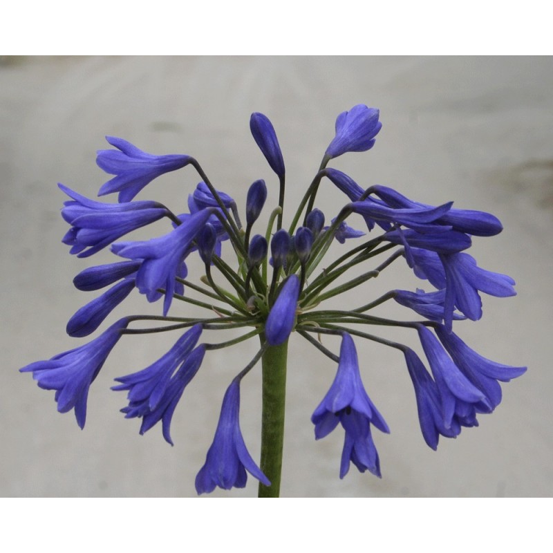 Agapanthe 'Midnight Blue'