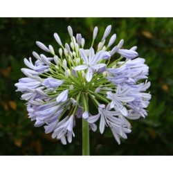 Agapanthe 'Vallée du Cap'