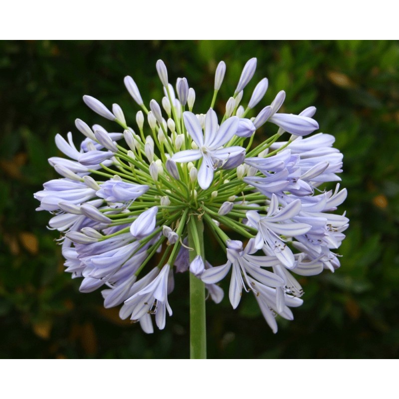 Agapanthe 'Vallée du Cap'