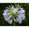 Agapanthe 'Vallée du Cap'