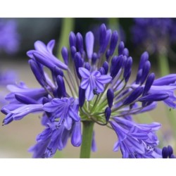 Agapanthe 'Vallée de la Loire'