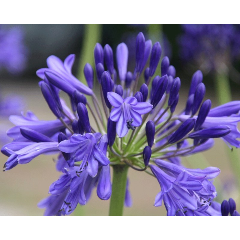 Agapanthe 'Vallée de la Loire'