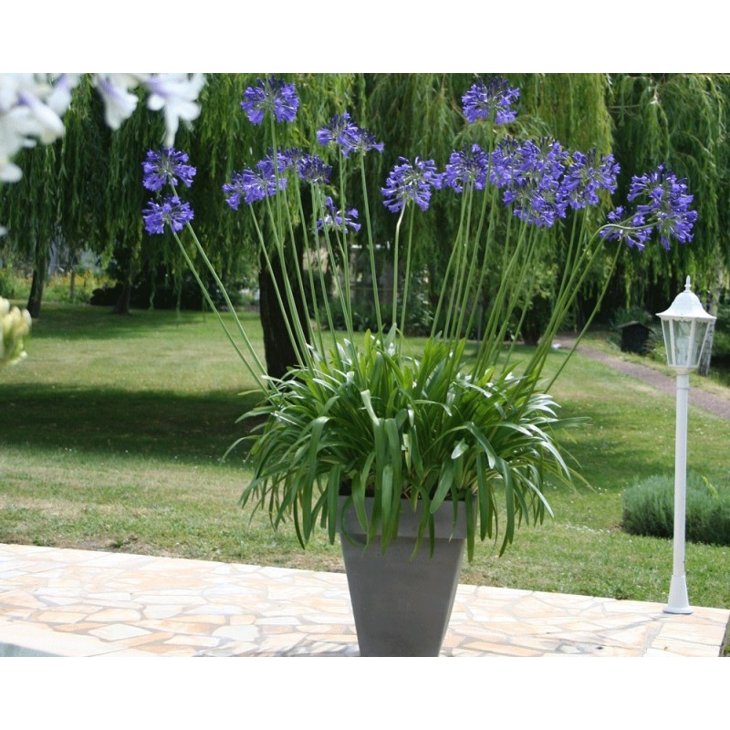  Agapanthe 'Vallée de la Loire'